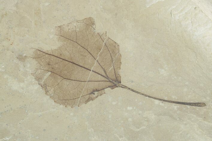 Detailed Fossil Leaf (Populus) - Insect Predation! #356109